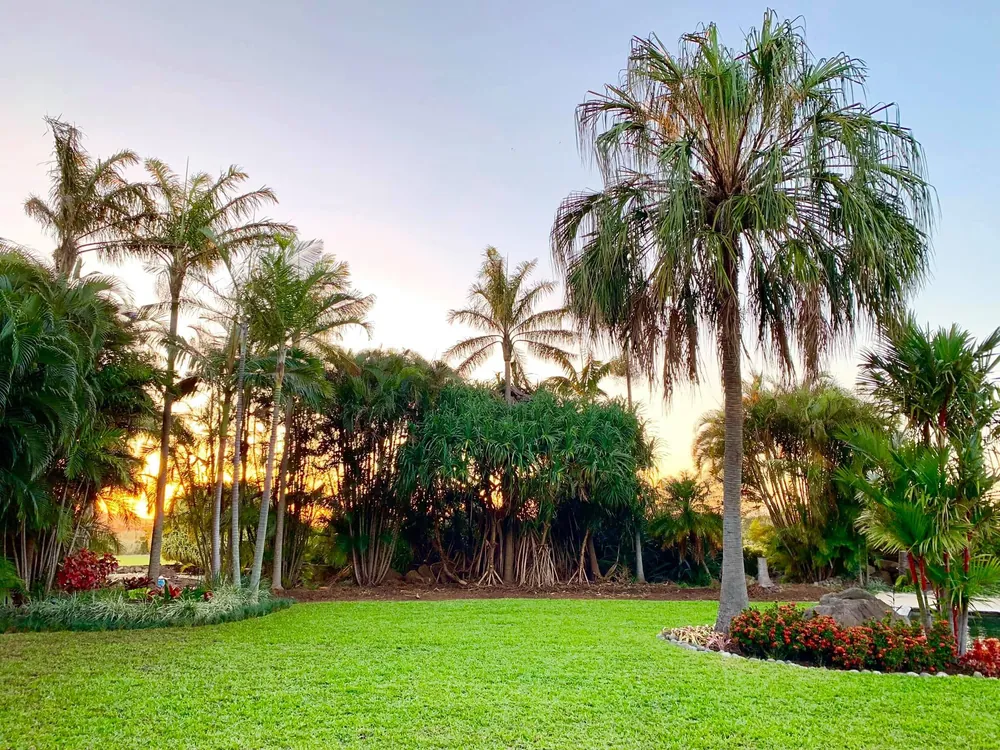 Jardín con palmeras y flores rojas al atardecer